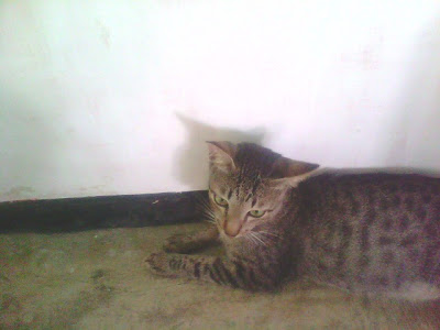 Gambar 5