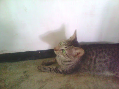 Gambar 6