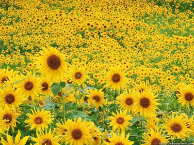 Sun Flower