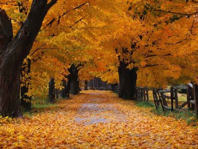 Autumn Fall