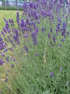 Lavender Flower