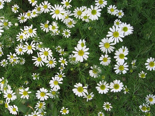 Chamomile