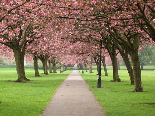 Cherry Blossom