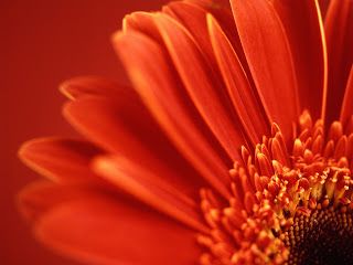 red flower