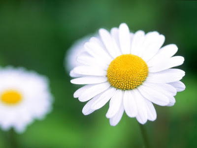 Gambar Bunga