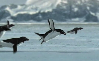 Pinguin