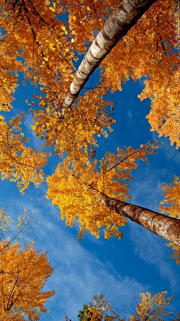 Autumn, Musim Gugur