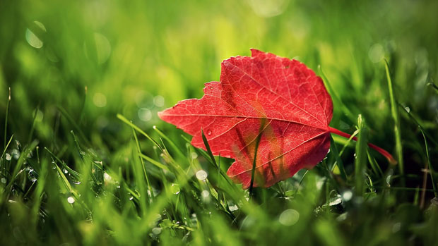 Flower above the Grass