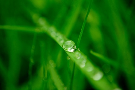 Dew in the Grass