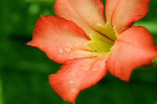 Orange Flower